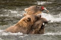 One bear holds salmon away from another