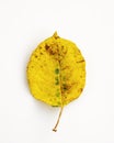 One beautiful autumn leaf of apple tree on white Royalty Free Stock Photo