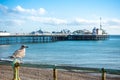 One beautiful bird seagull standing on the railing on the beach at Brighton Pier, UK. The famous place for local people and Royalty Free Stock Photo