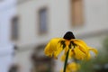 One beautiful black-eyed Susan flower on the blurry city background Royalty Free Stock Photo