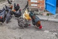 One beautiful black rooster pecks grain from the ground among a flock of hens Royalty Free Stock Photo