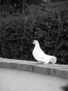 White dove sharp focused in BnW