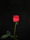 One beautiful bright red rose on a black background. Royalty Free Stock Photo