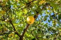 One beautiful bright yellow apple hangs on the apple tree Royalty Free Stock Photo