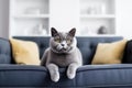 One beautiful british shorthair cat lies on gray sofa in living room and looks in camera. Generative AI Royalty Free Stock Photo