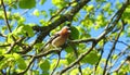 Beautiful bird on tree branch, Lithuania Royalty Free Stock Photo