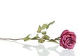 One beautiful burgundy rose flower with long stem and green leaves on white background isolated closeup