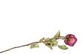 One beautiful burgundy rose flower with long stem and green leaves on white background isolated closeup Royalty Free Stock Photo