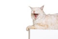 One beautiful cream color cat, big fluffy Maine Coon cat lying and yawning isolated on white studio background. Animal Royalty Free Stock Photo