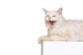 One beautiful cream color cat, big fluffy Maine Coon cat lying and yawning isolated on white studio background. Animal Royalty Free Stock Photo