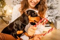 One beautiful curly-haired girl sits with a puppy near the Christmas tree, New Year`s photo session with candy lollipop Royalty Free Stock Photo