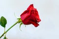 One beautiful curving red rose on white Royalty Free Stock Photo