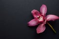 One beautiful cymbidium orchid flower on a black background. Copy space, selective focus Royalty Free Stock Photo