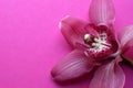 One beautiful cymbidium orchid flower on a pink background. Copy space, selective focus Royalty Free Stock Photo