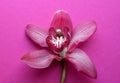 One beautiful cymbidium orchid flower on a pink background. Selective focus Royalty Free Stock Photo