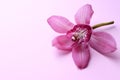 One beautiful cymbidium orchid flower on a pink background. Selective focus. Copy space Royalty Free Stock Photo