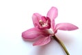 One beautiful cymbidium orchid flower on a white background. Copy space, selective focus Royalty Free Stock Photo
