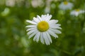 One beautiful daisy close up in garden with green background. Royalty Free Stock Photo