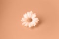 One beautiful daisy flower in the center of peach background. Trendy color of year.