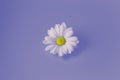 One beautiful daisy flower on violet or lilac background. Royalty Free Stock Photo