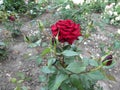 One beautiful dark red rose of the cultivar `Loving Memory` with five buds Royalty Free Stock Photo