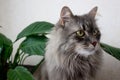 Beautiful domestic grey cat looking front,pet portrait,well groomed kitten close up,image with serious cat for