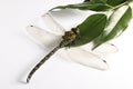 One beautiful dragonfly and green leaves isolated on white Royalty Free Stock Photo