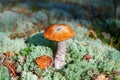 One beautiful edible mushroom on green moss background in pine forest closeup, boletus edulis, brown or red cap boletus, penny bun Royalty Free Stock Photo