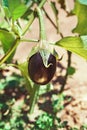 One beautiful eggplant