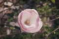 One beautiful flower of magnolia tree in springtime