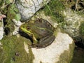 Beautiful frog on stone, Lithuania