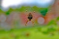 beautiful garden spider hanging in spiderweb