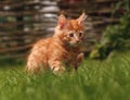 One beautiful ginger maine coon kittens sitting on green grass background on summer sunny weather. Fun Royalty Free Stock Photo