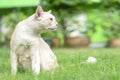 One beautiful and good health smart white young cat sitting on the green lawn in bright day Royalty Free Stock Photo