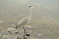 One beautiful heron standing in the water to search for fish.