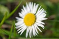 One beautiful isolated daisy in close-up in springtime Royalty Free Stock Photo