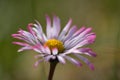 One beautiful isolated daisy in close-up in springtime Royalty Free Stock Photo