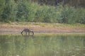 The one beautiful Kangaroo is drinking water from Bogan river in regional town of Nyngan, New South Wales. Royalty Free Stock Photo