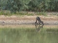 The one beautiful Kangaroo is drinking water from Bogan river in regional town of Nyngan, New South Wales. Royalty Free Stock Photo
