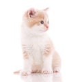 One beautiful kitten isolated on a white background. Portrait of a cat Royalty Free Stock Photo
