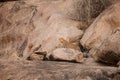 Leopard on Rocks, Bera, India