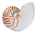 One beautiful nautilus shell isolated on white