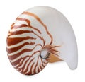 One beautiful nautilus shell isolated on white