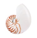 One beautiful nautilus shell isolated on white