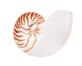 One beautiful nautilus shell isolated on white