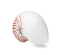 One beautiful nautilus shell isolated on white