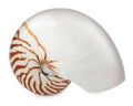 One beautiful nautilus shell isolated on white