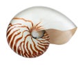 One beautiful nautilus shell isolated on white