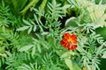 One beautiful orange red tagetes flower in garden. Floral background Royalty Free Stock Photo