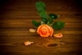 One beautiful orange rose on wooden table Royalty Free Stock Photo